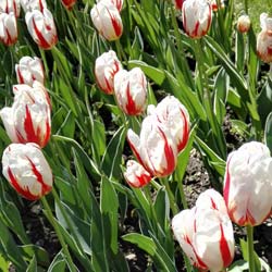 tulipe triomphe -carnaval de rio